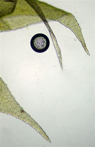 Muschi identificati con Dryades?